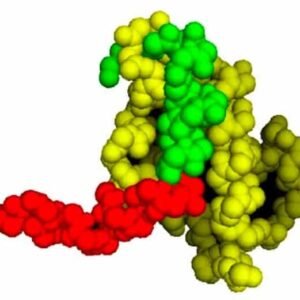 PNC – API Grade (COA Verified)